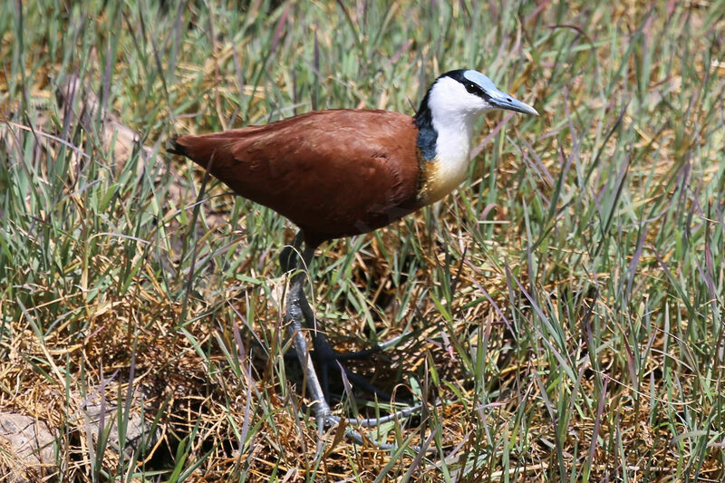 Jacana à poitrine dorée