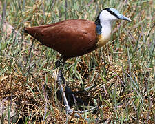 Jacana à poitrine dorée