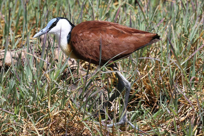 Jacana à poitrine dorée