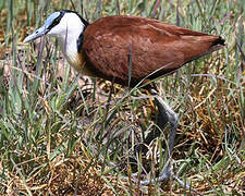 Jacana à poitrine dorée