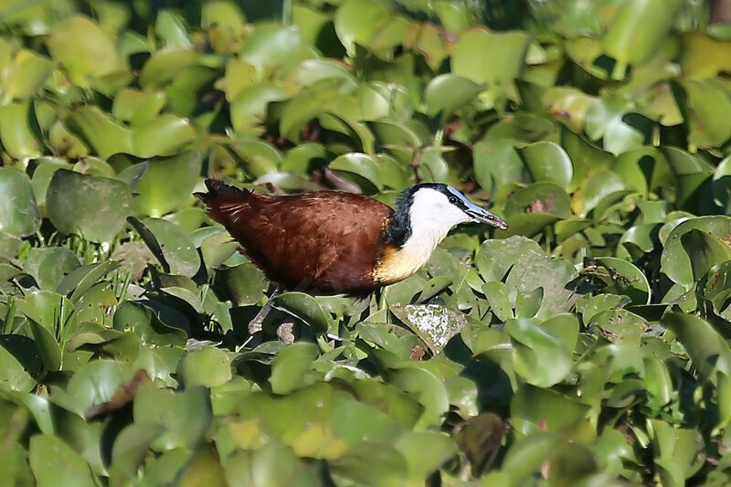 Jacana à poitrine dorée