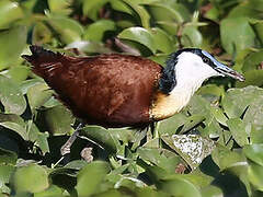 Jacana à poitrine dorée