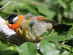 Silver-eared Mesia