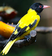 Black-hooded Oriole