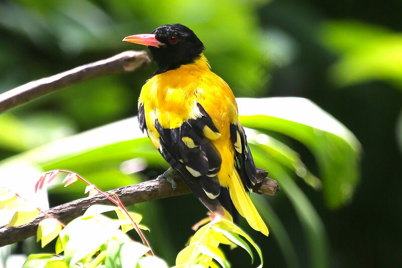 Black-hooded Oriole