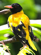 Black-hooded Oriole