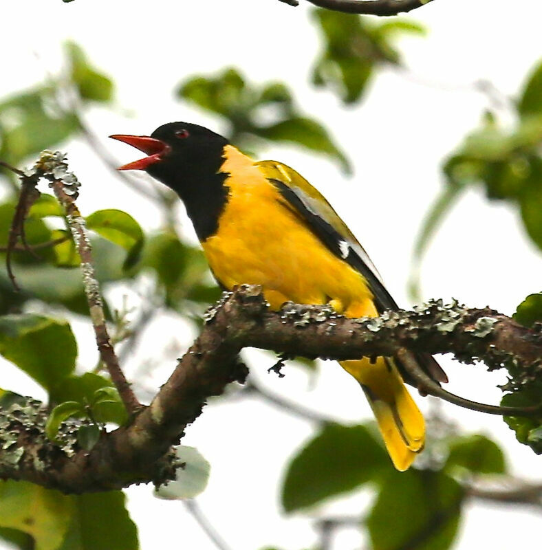 Black-headed Oriole