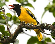 Black-headed Oriole