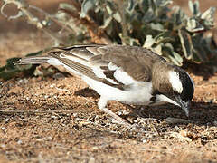 White-browed Sparrow-Weaver