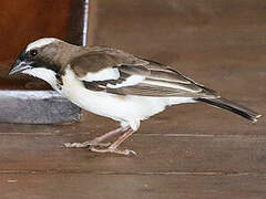 White-browed Sparrow-Weaver