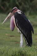 Marabou Stork