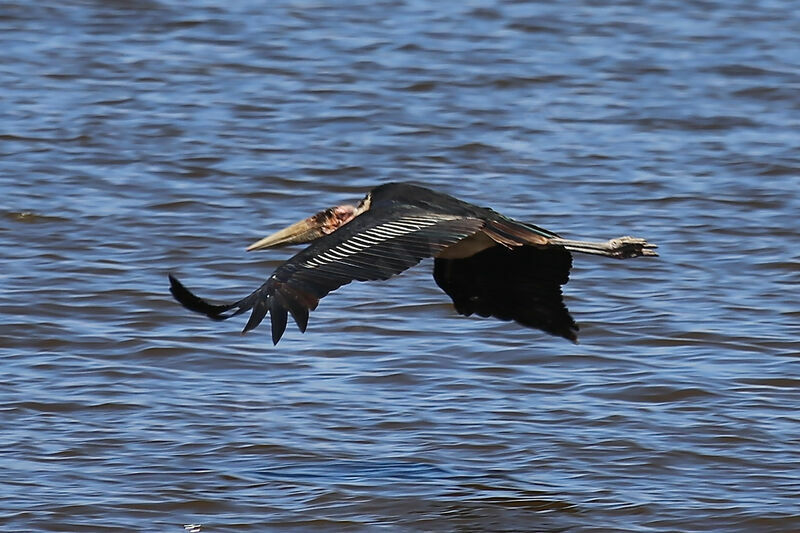 Marabou Stork