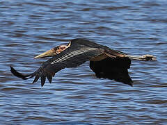 Marabou Stork