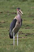 Marabou Stork