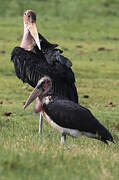 Marabou Stork