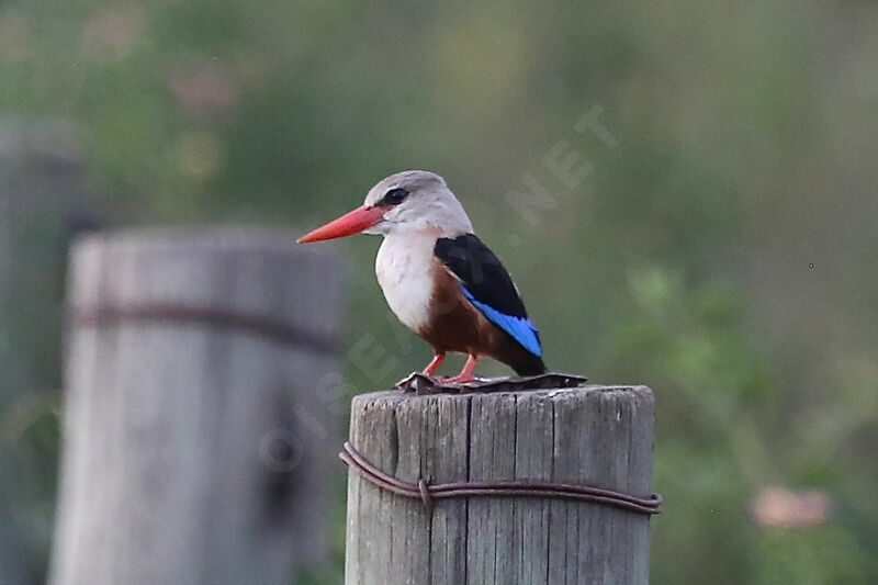 Grey-headed Kingfisher