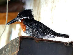 Giant Kingfisher