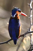 Malachite Kingfisher