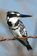 Pied Kingfisher