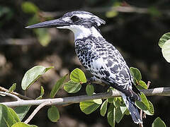 Pied Kingfisher