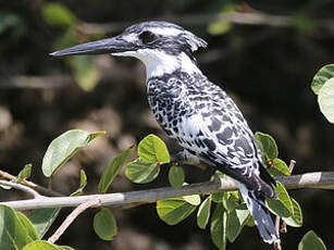 Martin-pêcheur pie