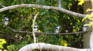 Pied Kingfisher