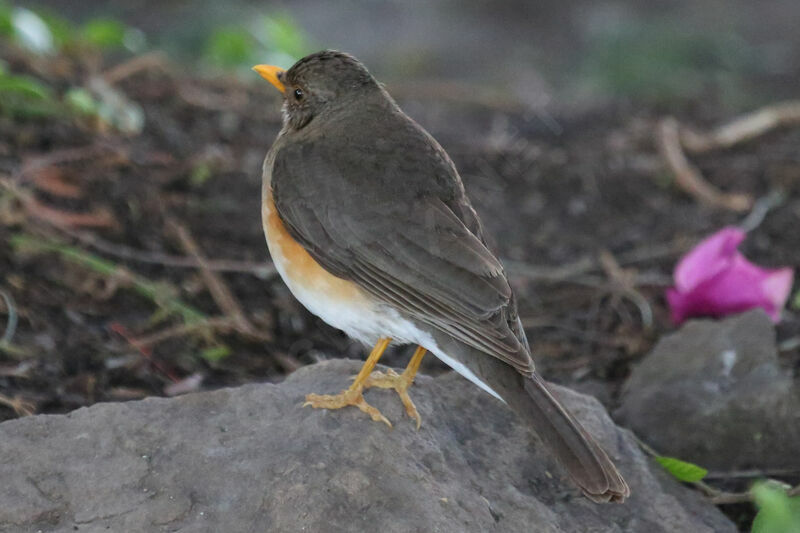 African Thrush