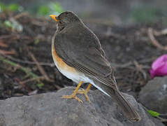 African Thrush