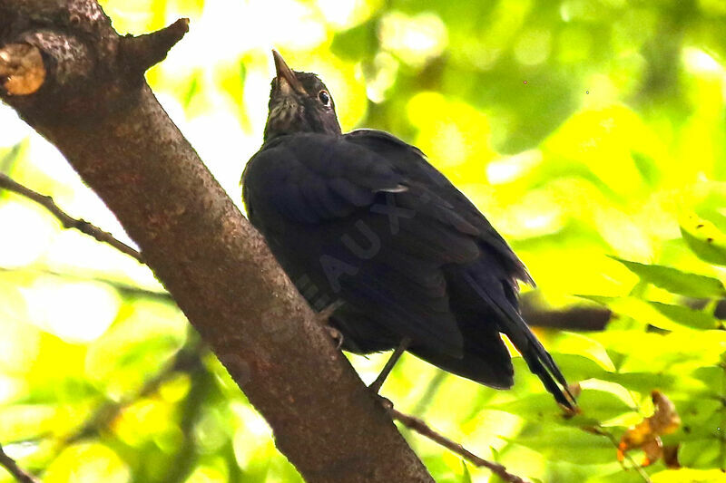 Chinese Blackbird