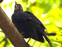 Chinese Blackbird