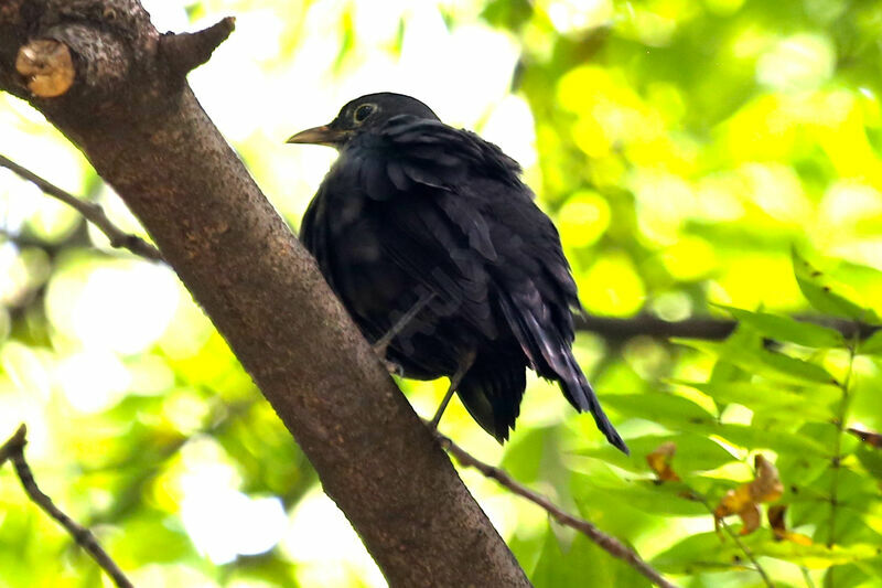 Chinese Blackbird