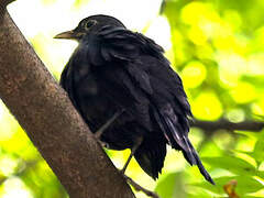 Chinese Blackbird