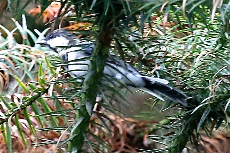 Cinereous Tit (minor)