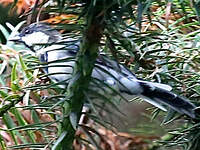 Mésange de Chine