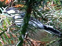 Cinereous Tit (minor)