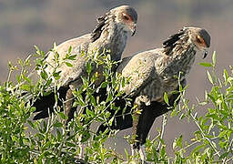 Secretarybird