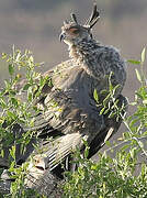 Secretarybird