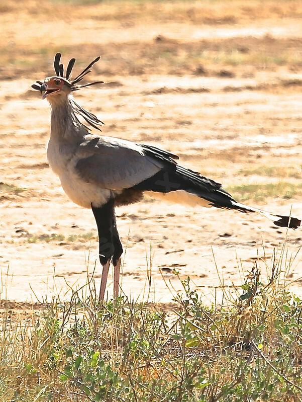 Secretarybird