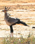 Secretarybird