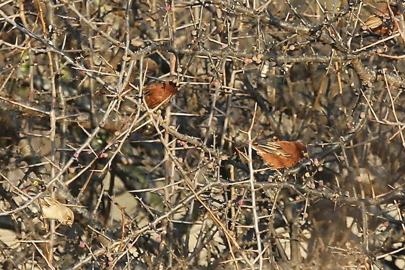 Moineau d'Emin