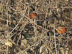 Chestnut Sparrow