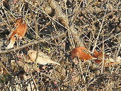 Chestnut Sparrow