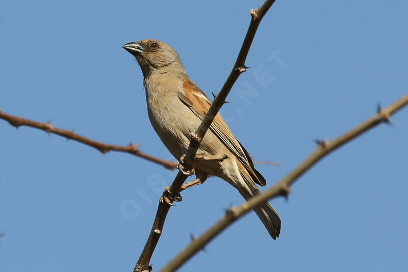 Moineau perroquet