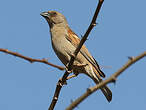 Moineau perroquet