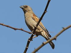 Parrot-billed Sparrow