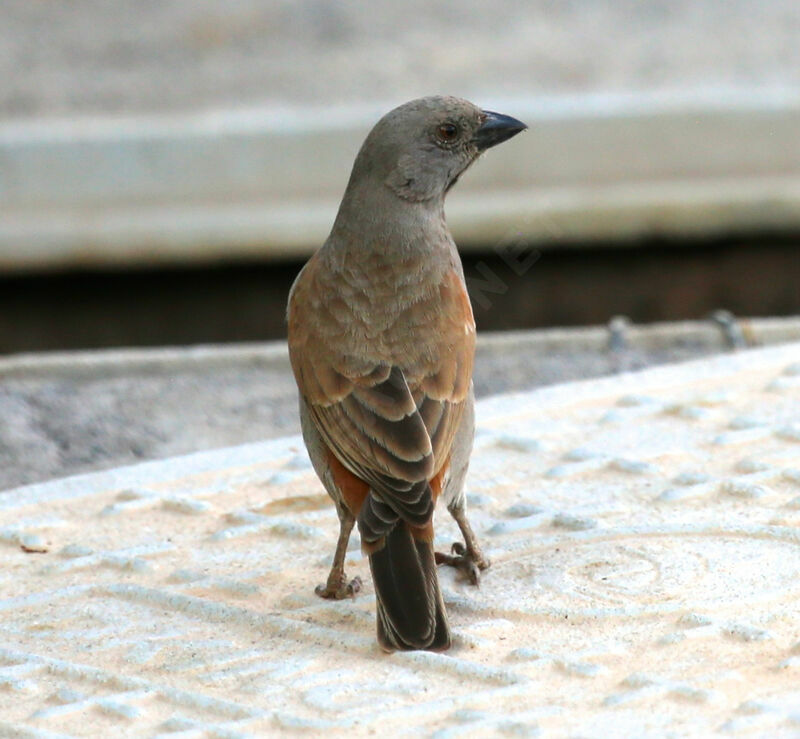 Parrot-billed Sparrow