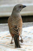 Parrot-billed Sparrow