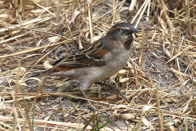 Kenya Sparrow