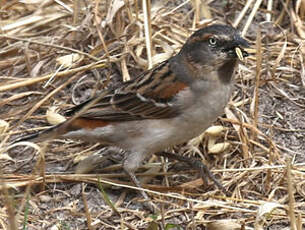 Moineau roux