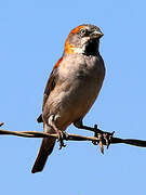 Kenya Sparrow